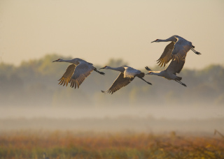 three cranes in flight over wetlands